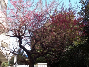 数年前より梅の木も大きくなりました！