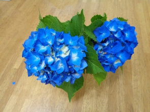 立派な紫陽花！