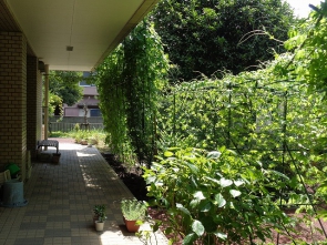 こんなに大きいんです！