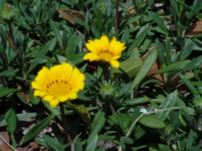 ガザニアの花