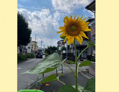 大きな向日葵です！
