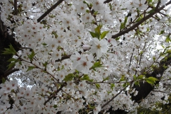 ☆桜の開花で春の訪れを感じます☆