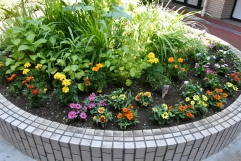 ☆中庭のお花
