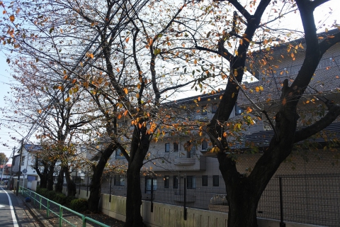 施設の木々も紅葉を迎えています。