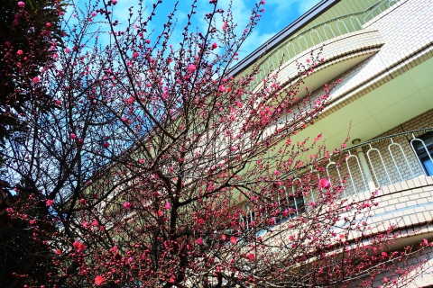 自転車置き場の梅の木が咲き始めました☆