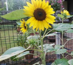 暑い夏がやってきました！