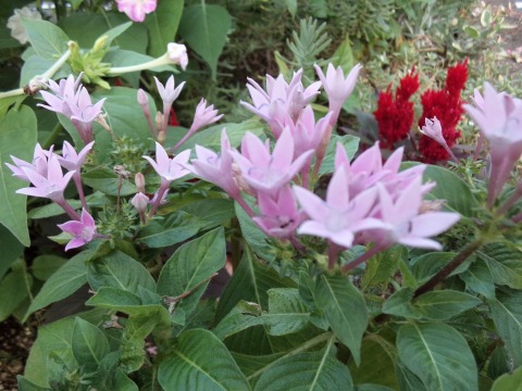 高松の花畑より