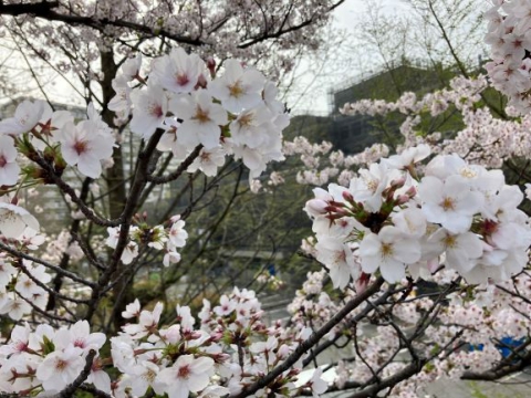 光が丘の桜