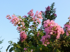 百日紅（さるすべり）の花です♪人に贈る花言葉として良い言葉とのこと(^_^)　花言葉：あなたを信じる、雄弁、愛嬌など。どの花言葉を贈りましょう！？