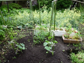 きゅうりなどを植えています。