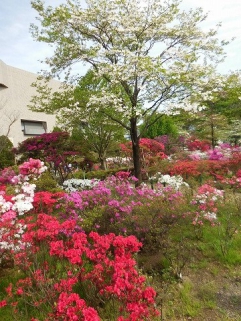 つつじ公園