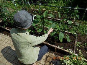 ナスの成長を喜ぶ