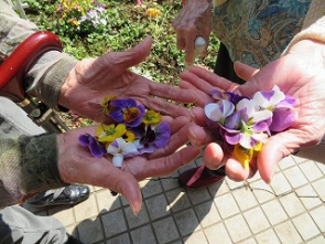 お天気の良い日に摘んだお花。