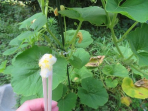 雄花から花粉をとり