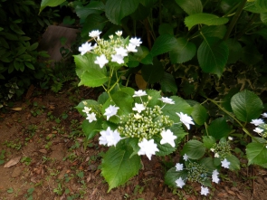 紫陽花の仲間ですかね？お名前求む。