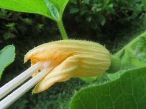 雌花にチョンチョン