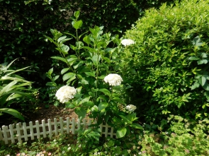 白の花言葉は寛容。