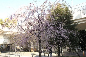 3/20 練馬駅前の枝垂れ桜