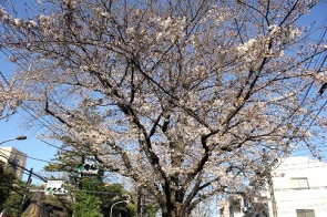 3/20 武蔵大前の桜